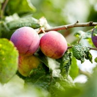 UPA: “Los agricultores no pueden entregar su fruta por falta de contratos”