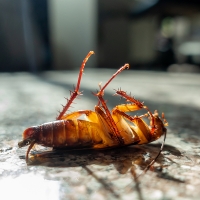 Las cucarachas se vuelven inmunes a los insecticidas