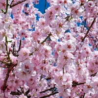 El CICYTEX aconseja estrategias de riego deficitario controlado en el Valle del Jerte