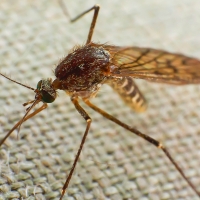 Pronostican un verano cargado de plagas de mosquitos, cucarachas, avispas y roedores