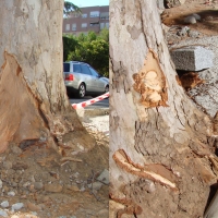 Salvar Parque Ascensión a Ávila: &quot;Hasta nunca, nos alegramos de su retirada&quot;