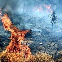Bomberos del CPEI y Forestales del Infoex luchan contra las llamas en Fregenal de la Sierra