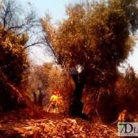 La rápida intervención de Guardia Civil e Infoex evita la propagación de un incendio en Guadalupe