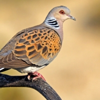 FEDEXCAZA: "Extremadura es un ejemplo de compromiso y protección de la biodiversidad"