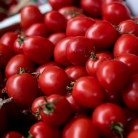 Se reduce el número de transportistas de tomate sancionados