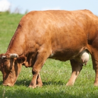 Extremadura es la región con más prevalencia de tuberculosis bovina
