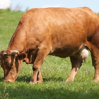 Multan a Danone, Nestlé y Pascual por conductas ilícitas en contra de los ganaderos