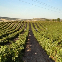 Más de 300 hectáreas para nuevas plantaciones de viñedo en Extremadura