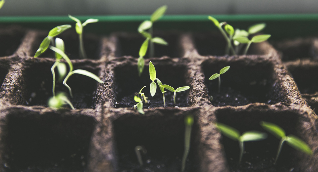 Desarrollan un sistema inteligente de monitorización de cultivos