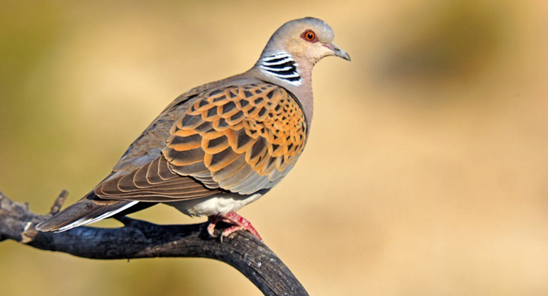 FEDEXCAZA: Extremadura es un ejemplo de compromiso y protección de la biodiversidad