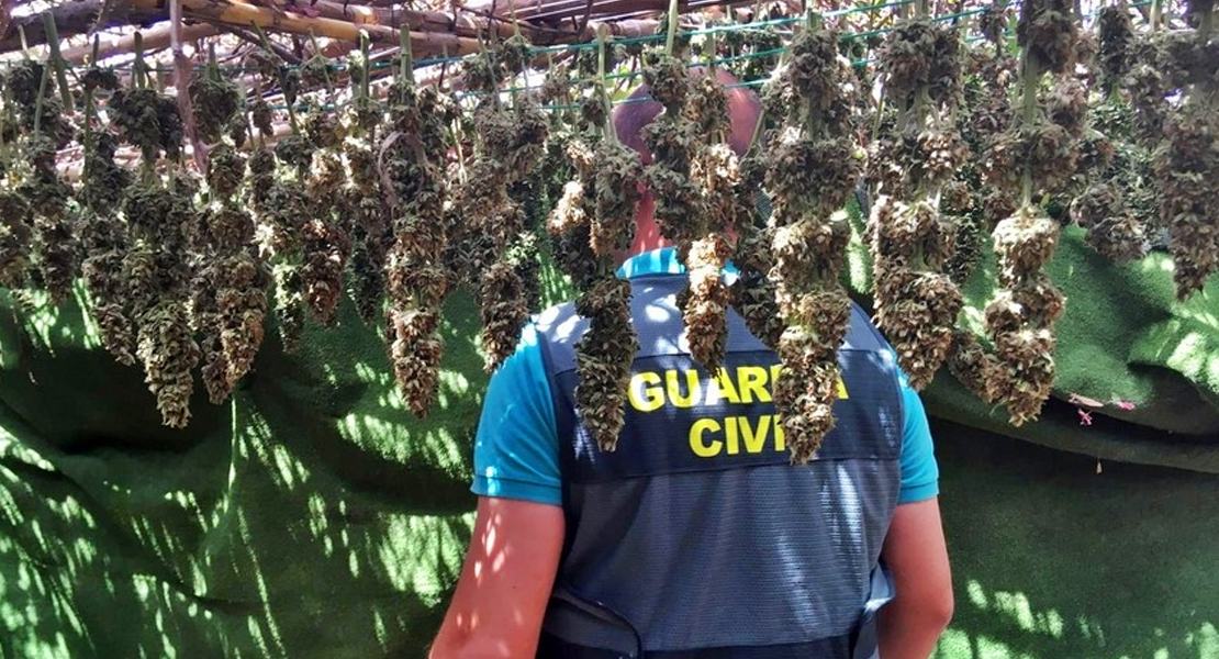 Desmantelan en Alburquerque una plantación de marihuana con 225 plantas y 5 kilos de cogollos
