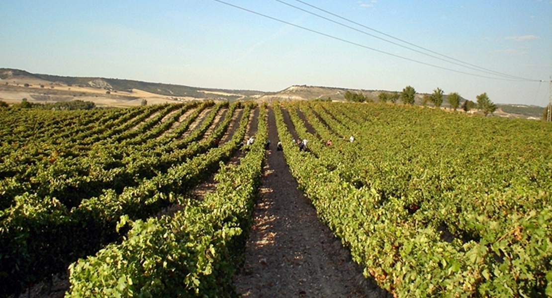 Más de 300 hectáreas para nuevas plantaciones de viñedo en Extremadura