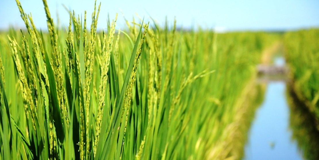 Da comienzo la campaña oficial para el control de la pudenta del arroz