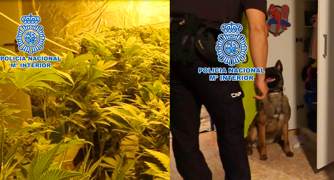La Policía Nacional lidera la lucha internacional contra el cultivo y el tráfico ilícito de marihuana