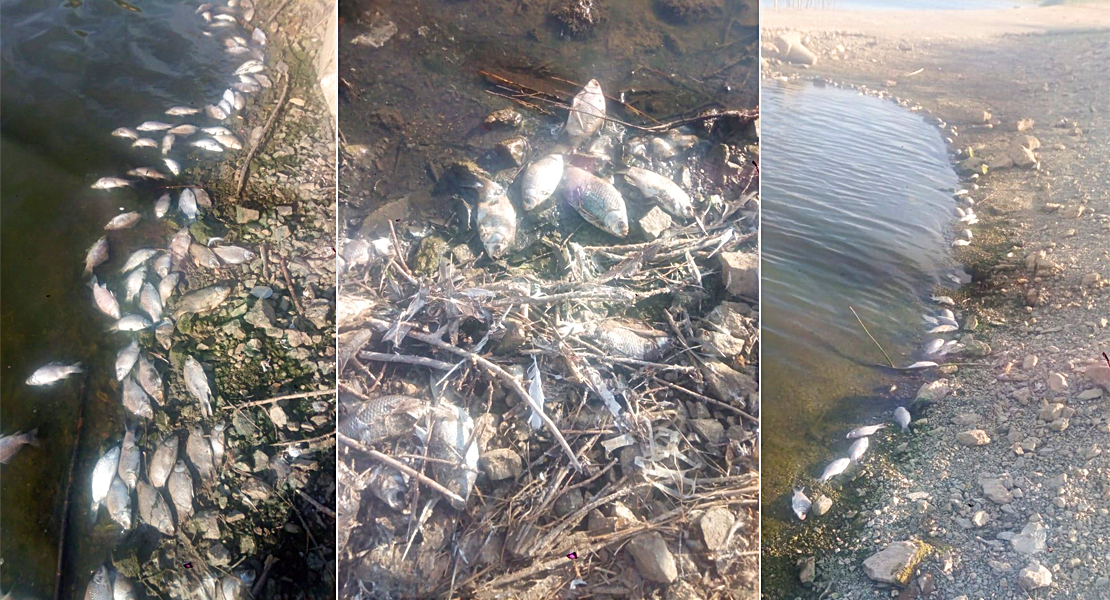 Denuncian la aparición de miles de peces muertos en la presa de Villalba de los Barros.
