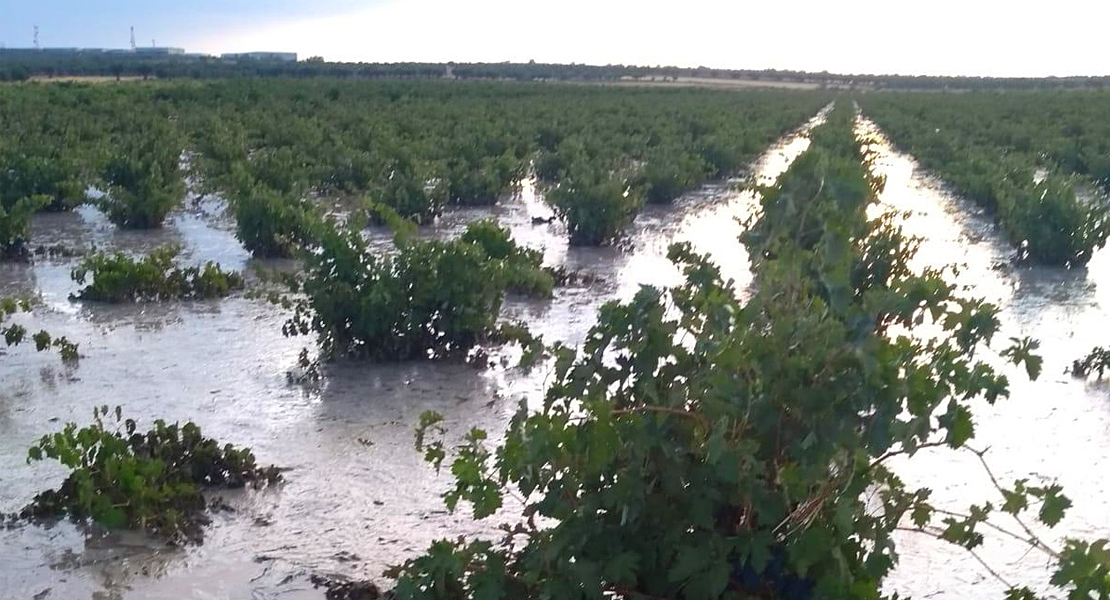 Graves daños por pedrisco, viento y lluvia en varias producciones agrícolas