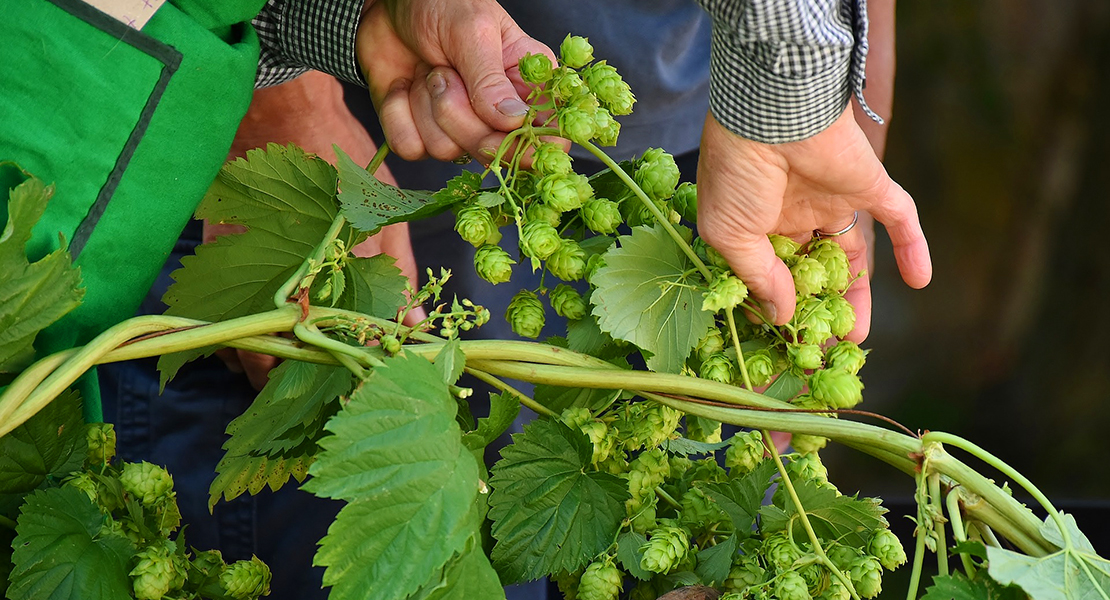 Convocadas las ayudas para el establecimiento de plantaciones de lúpulo y la adquisición de maquinaria