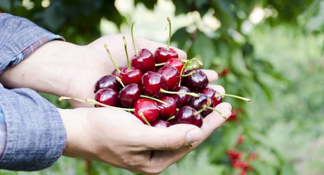 Ayudas a los regímenes de calidad de los productos agrícolas y alimenticios