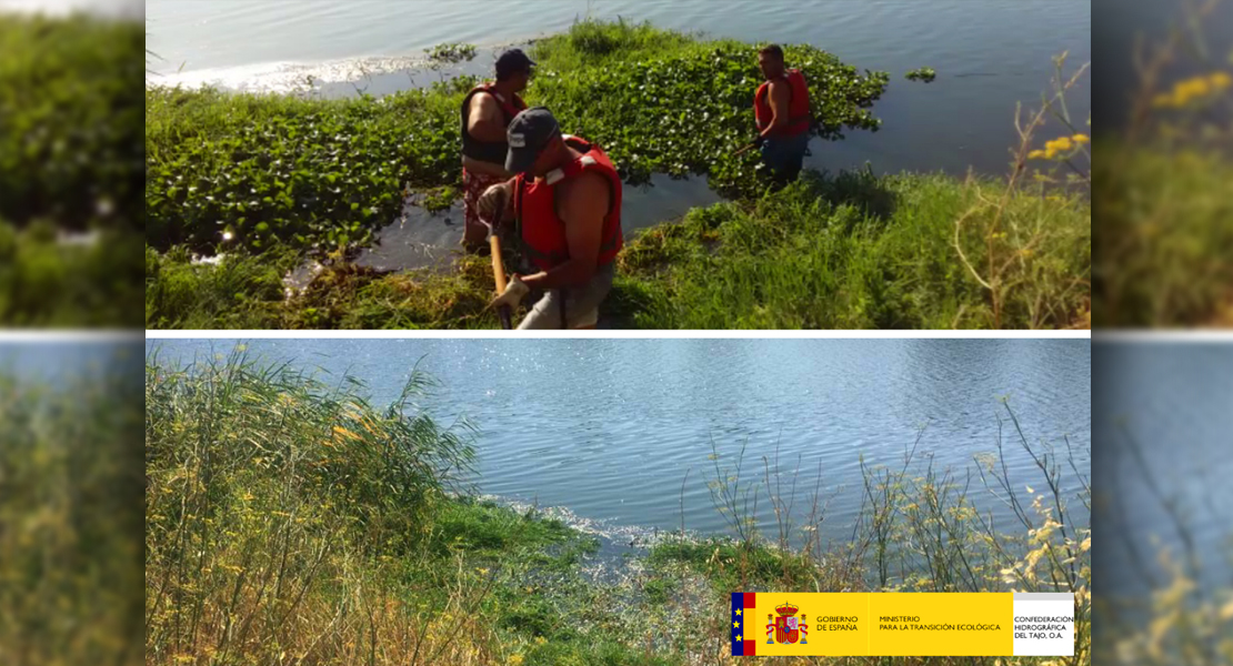 La Confederación Hidrográfica del Tajo retira plantas de camalote en Talavera de La Reina