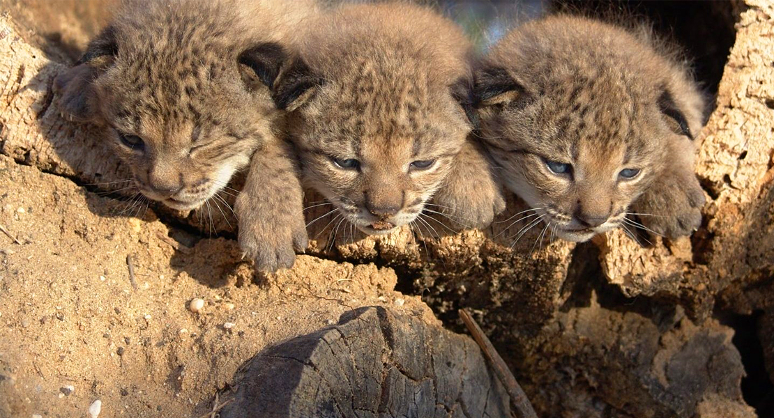 Nacen los primeros cachorros de lince ibérico en libertad en la provincia de Cáceres