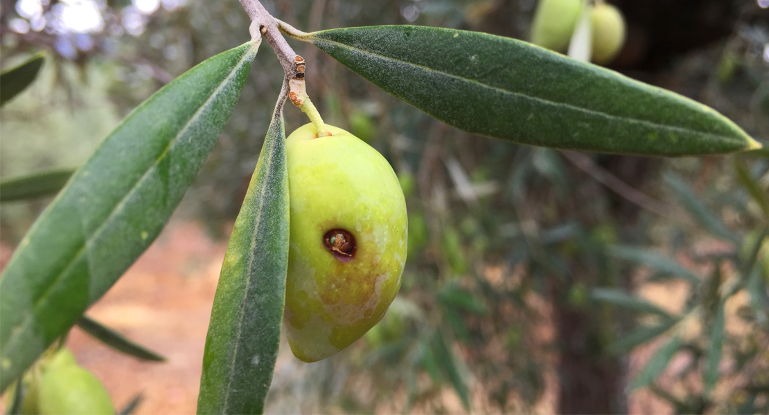 En marcha un tratamiento para controlar la mosca del olivo en Villuercas-Ibores