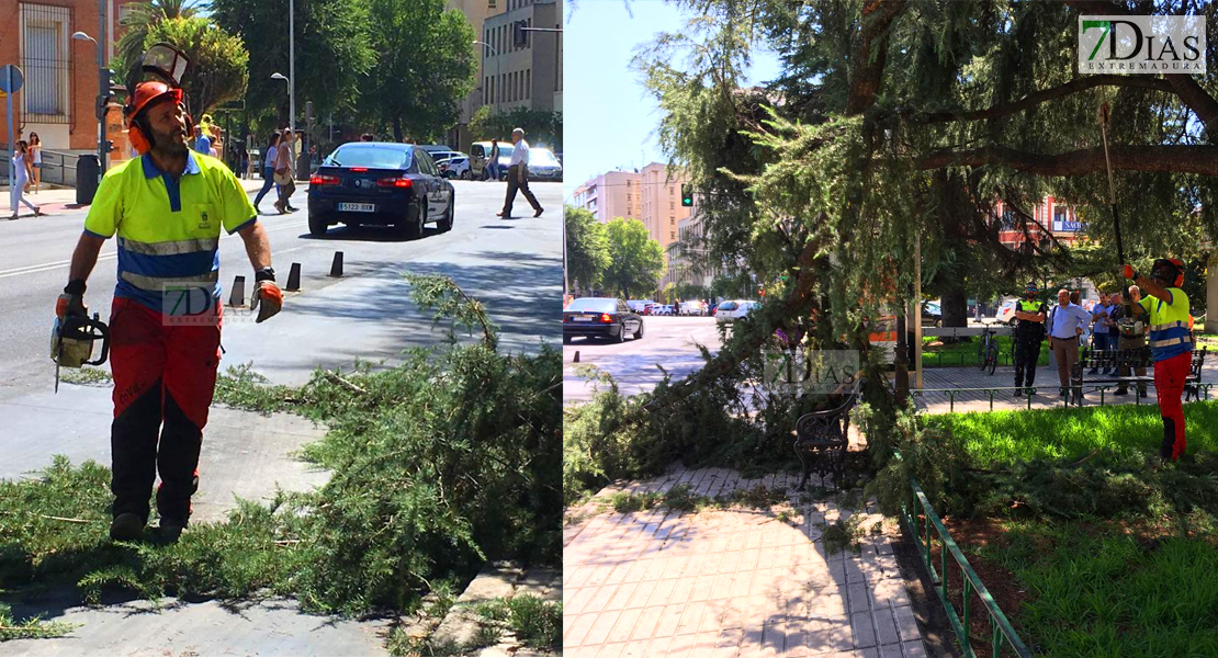 Cae una rama de un árbol encima de dos mujeres en Badajoz