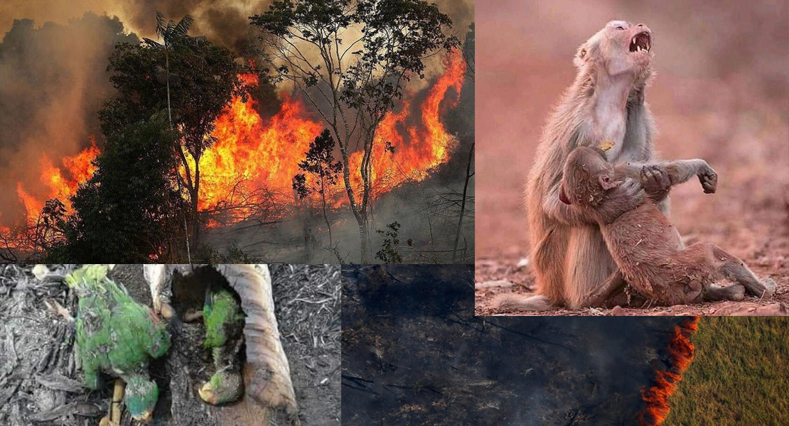 La selva amazónica, pasto de las llamas desde hace dos semanas