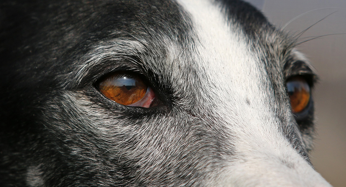 Se dan dos posibles casos de lisiteriosis en perros