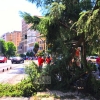 Cae una rama encima de los mujeres en Badajoz