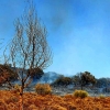 Incendio forestal Nivel 1 en Calzadilla de los Barros (BA)