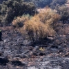 Incendio forestal Nivel 1 en Calzadilla de los Barros (BA)
