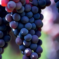 Sociedades Agrarias se suma a la manifestación por un precio justo para la uva