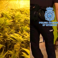 Policía Nacional: líderes en la lucha internacional contra el cultivo y el tráfico ilícito de marihuana