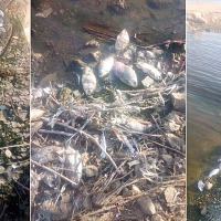 Denuncian la aparición de miles de peces muertos en la presa de Villalba de los Barros