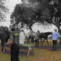 Detienen a una persona por abandono y maltrato de animales en Extremadura