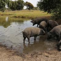 FEDEHESA exige medidas a las administraciones para garantizar el agua en las dehesas