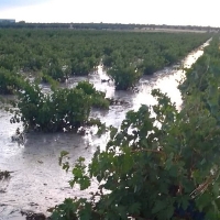 Graves daños por pedrisco, viento y lluvia en varias producciones agrícolas