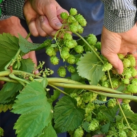 Convocadas las ayudas para el establecimiento de plantaciones de lúpulo y la adquisición de maquinaria