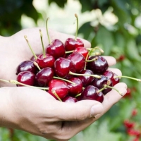 Ayudas a los regímenes de calidad de los productos agrícolas y alimenticios