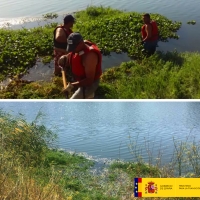 La Confederación Hidrográfica del Tajo retira plantas de camalote en Talavera de La Reina