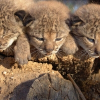 Nacen los primeros cachorros de lince ibérico en libertad en la provincia de Cáceres