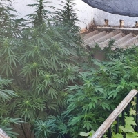 Detenido por esconder plantas de marihuana de 2 metros en su patio de Reina (Badajoz)