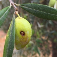 En marcha un tratamiento para controlar la mosca del olivo en Villuercas-Ibores