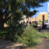 Cae una rama de un árbol encima de dos mujeres en Badajoz