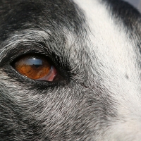 Se dan dos posibles casos de lisiteriosis en perros