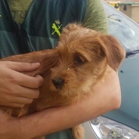 Dos jóvenes lanzan a un cachorro de tres meses por un puente de ocho metros