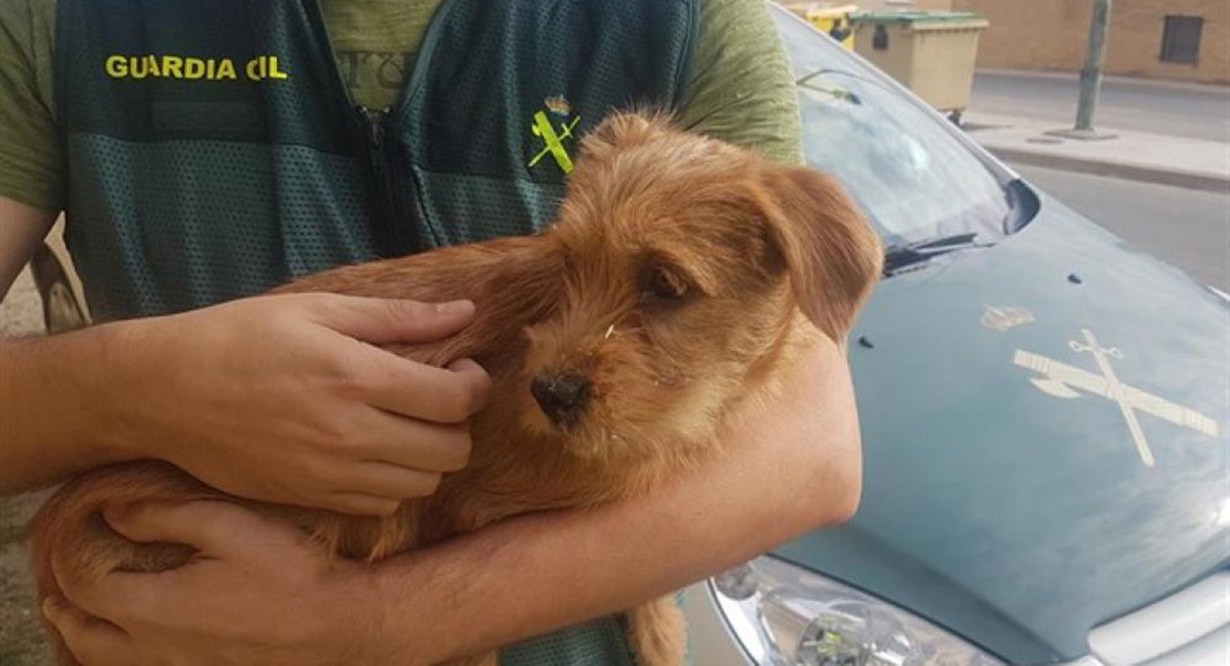 Dos jóvenes lanzan a un cachorro de tres meses por un puente de ocho metros