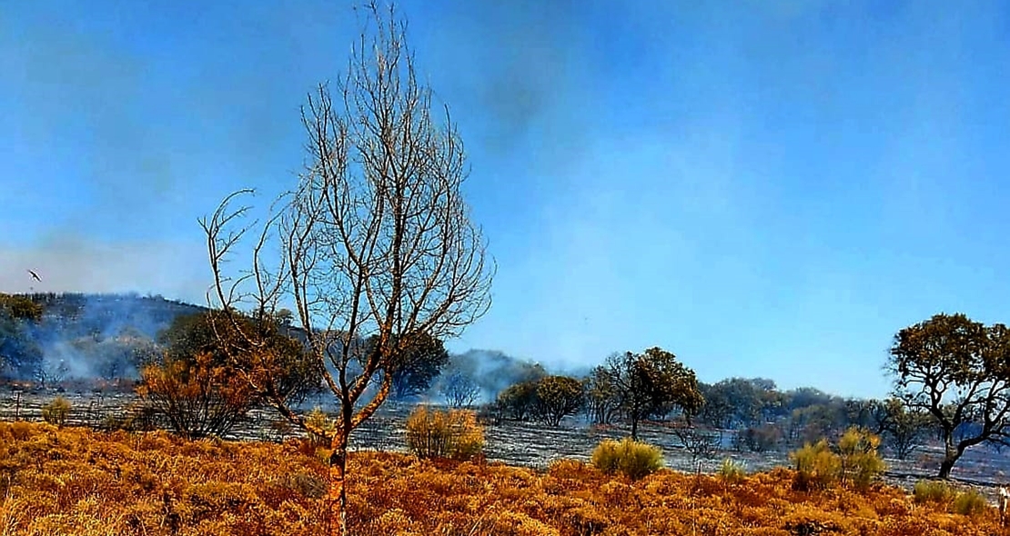 Incendio forestal Nivel 1 en Calzadilla de los Barros (BA)