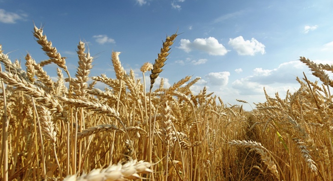 Las personas celíacas en Extremadura recibirán una ayuda de 150 euros