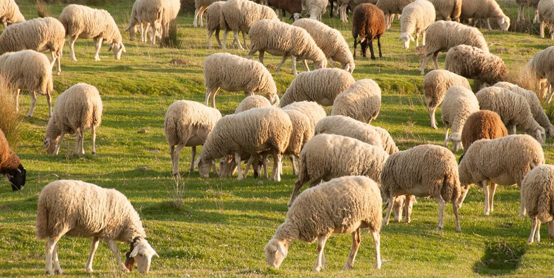 La sequía y los bajos precios asfixian al ovino extremeño
